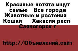 Красивые котята ищут семью - Все города Животные и растения » Кошки   . Хакасия респ.,Саяногорск г.